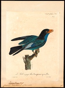 Eurystomus orientalis - 1825-1834 - Print - Iconographia Zoologica - Special Collections University of Amsterdam - UBA01 IZ16700245