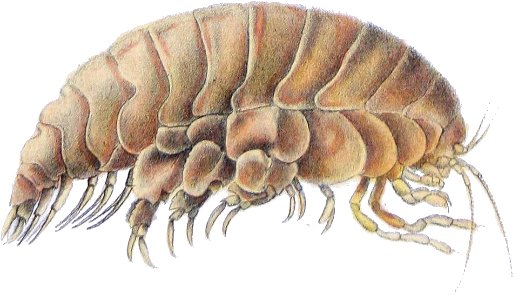 Eurythenes gryllus - Castelnau