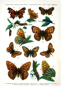 European-butterfly 052-IV