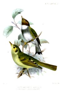 EuscarthmusLeptopogonSmit