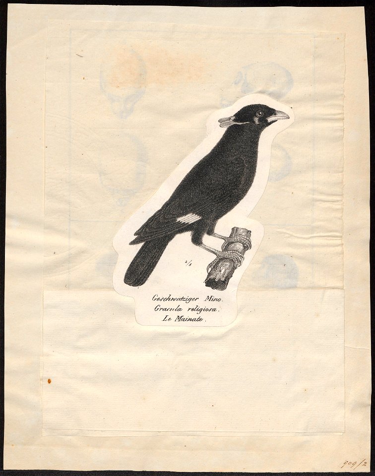 Eulabes religiosa - 1809-1845 - Print - Iconographia Zoologica - Special Collections University of Amsterdam - UBA01 IZ15800019