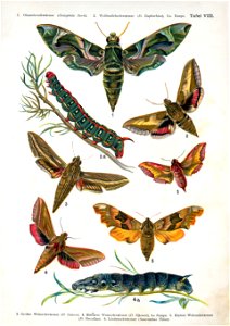 European-butterfly 068-VIII