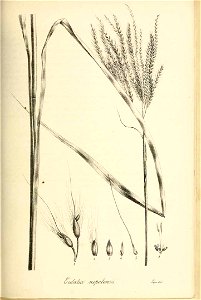 Eulalia nepalensis - Species graminum - Volume 3