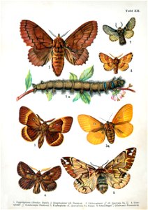 European-butterfly 092-XII