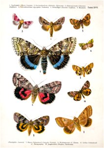 European-butterfly 116-XVI