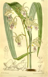 Eulophia flavopurpurea (as Lissochilus andersonii) - Curtis' 138 (Ser. 4 no. 8) pl. 8470 (1912)