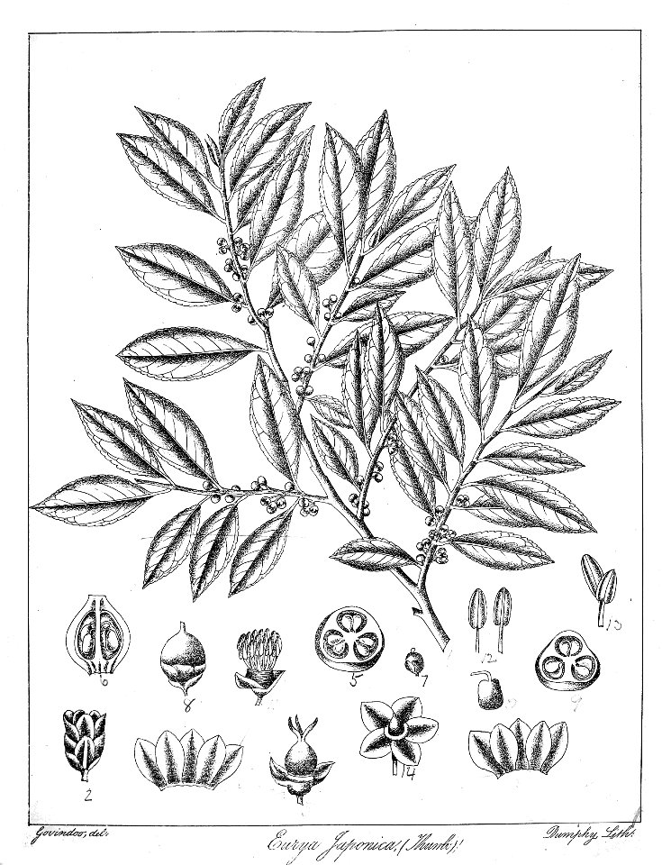 Eurya japonica Govindoo