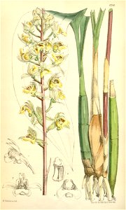 Eulophia pulchra (as Eulophia macrostachya) - Curtis' 102 (Ser. 3 no. 32) pl. 6246 (1876)