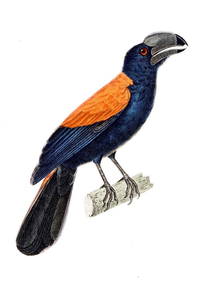 Euryceros prevostii drawing