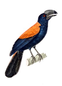 Euryceros prevostii drawing