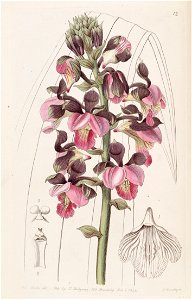 Eulophia rosea (as Lissochilus roseus) - Edwards vol 30 (NS 7) pl 12 (1844)