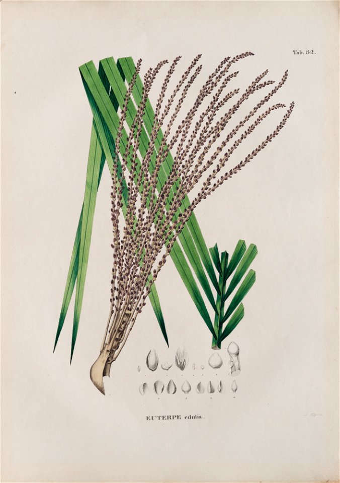 Euterpe edulis, da Coleção Brasiliana Iconográfica