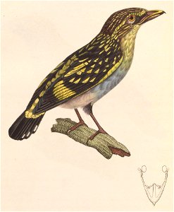 Eurylaimus javanicus female or young 1838
