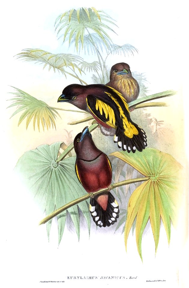 EurylaimusJavanicusGould
