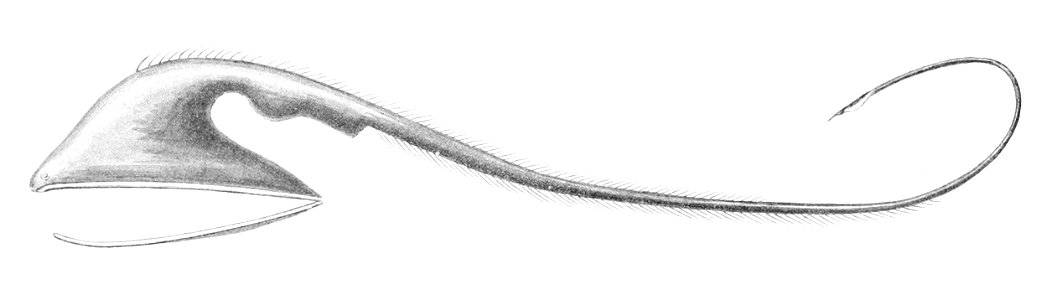 Eurypharynx pelecanoides1