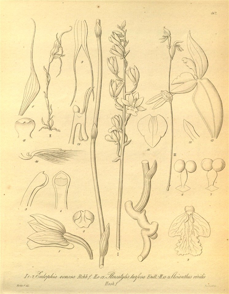 Eulophia venosa - Pterostylis turfosa - Townsonia viridis (as Acianthus viridis) - Xenia 2 pl 187