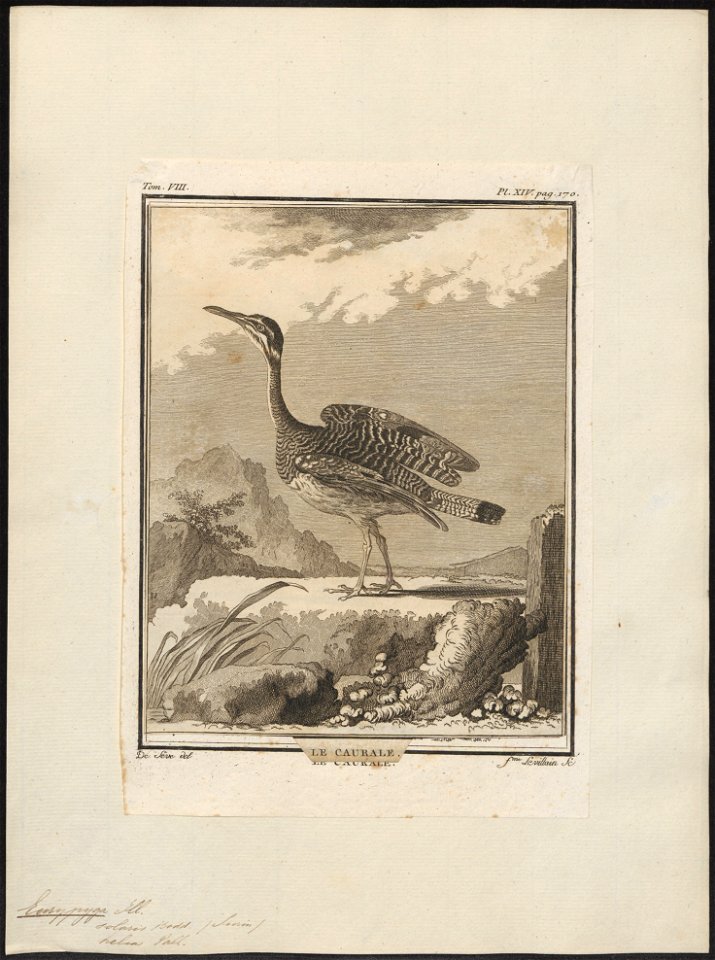 Eurypyga solaris - 1700-1880 - Print - Iconographia Zoologica - Special Collections University of Amsterdam - UBA01 IZ17300145