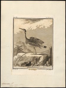 Eurypyga solaris - 1700-1880 - Print - Iconographia Zoologica - Special Collections University of Amsterdam - UBA01 IZ17300145