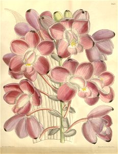 Eulophiella roempleriana - flower (as Eulophiella peetersiana) - Curtis' 124 (Ser. 3 no. 54) pl. 7612 (1898)