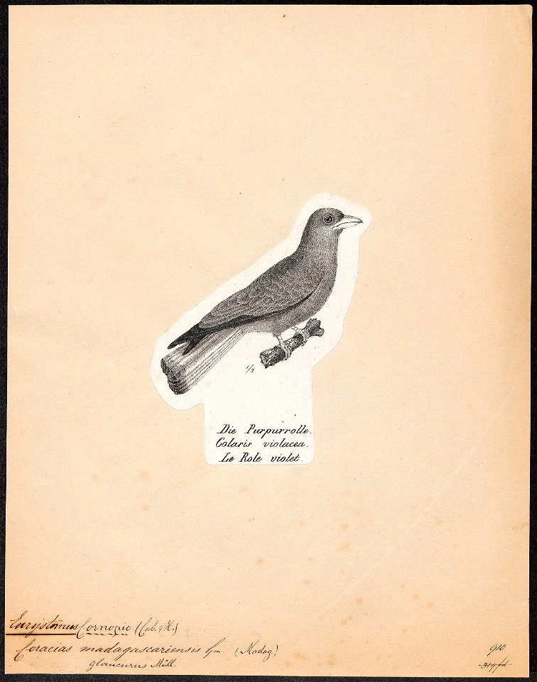 Eurystomus glaucurus - 1809-1845 - Print - Iconographia Zoologica - Special Collections University of Amsterdam - UBA01 IZ16700253