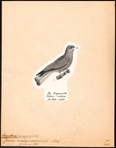 Eurystomus glaucurus - 1809-1845 - Print - Iconographia Zoologica - Special Collections University of Amsterdam - UBA01 IZ16700253