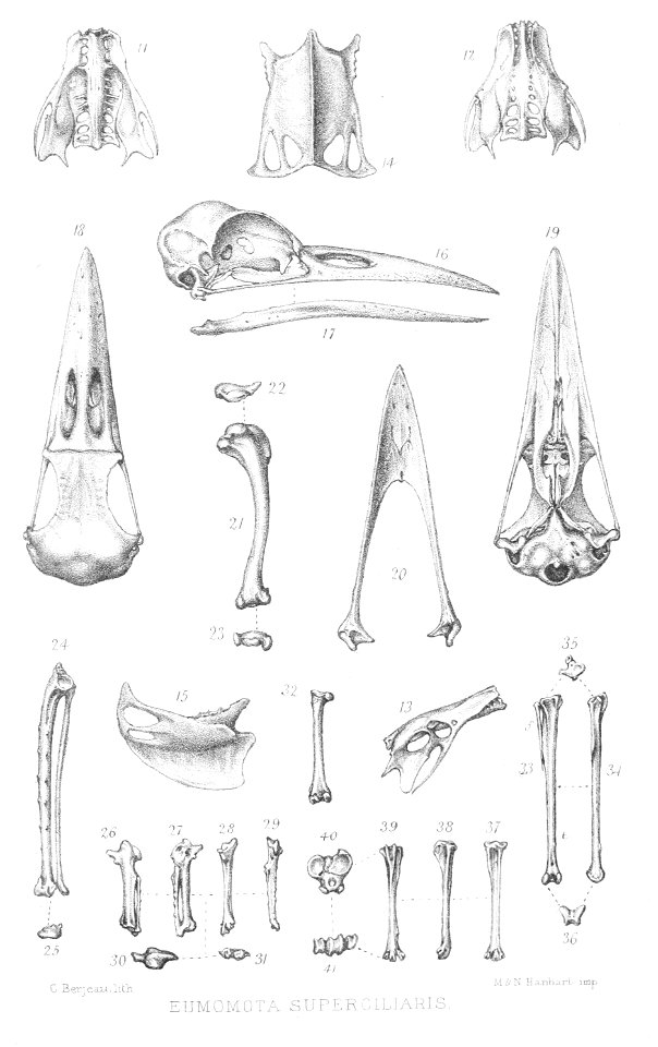 Eumomota superciliosa skeleton 1872