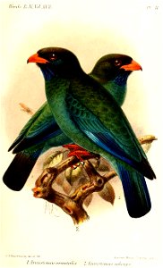 Eurystomus2Keulemans
