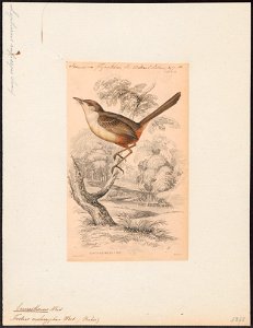 Euscarthmus meloryphus - 1838 - Print - Iconographia Zoologica - Special Collections University of Amsterdam - UBA01 IZ16500285