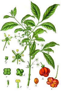 Euonymus europaeus Sturm20