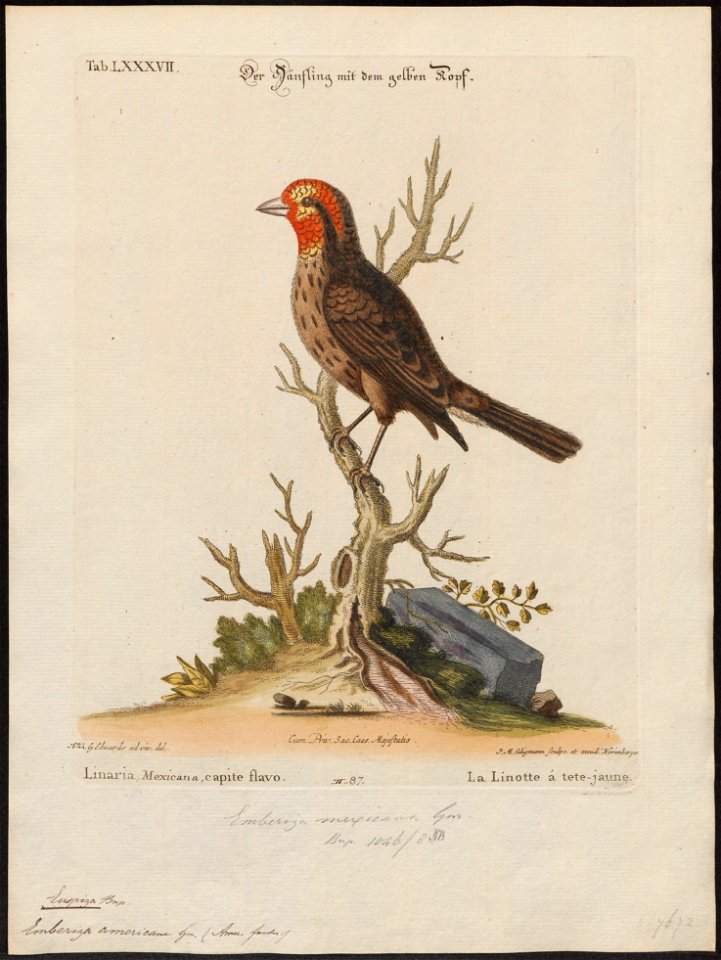 Euspiza americana - 1700-1880 - Print - Iconographia Zoologica - Special Collections University of Amsterdam - UBA01 IZ16100203