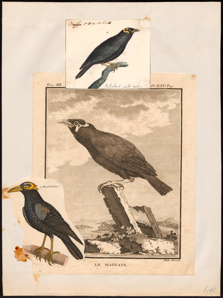Eulabes religiosa - 1700-1880 - Print - Iconographia Zoologica - Special Collections University of Amsterdam - UBA01 IZ15800021