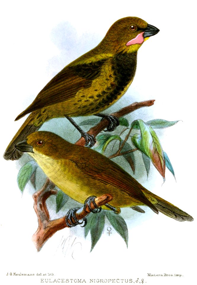 EulacestomaNigropectusKeulemans