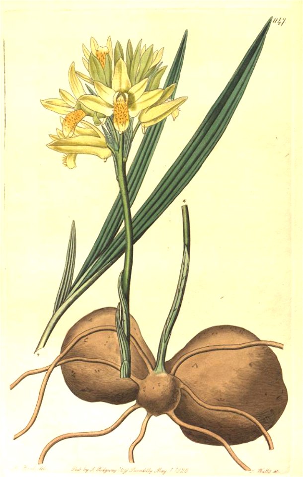 Eulophia ensata