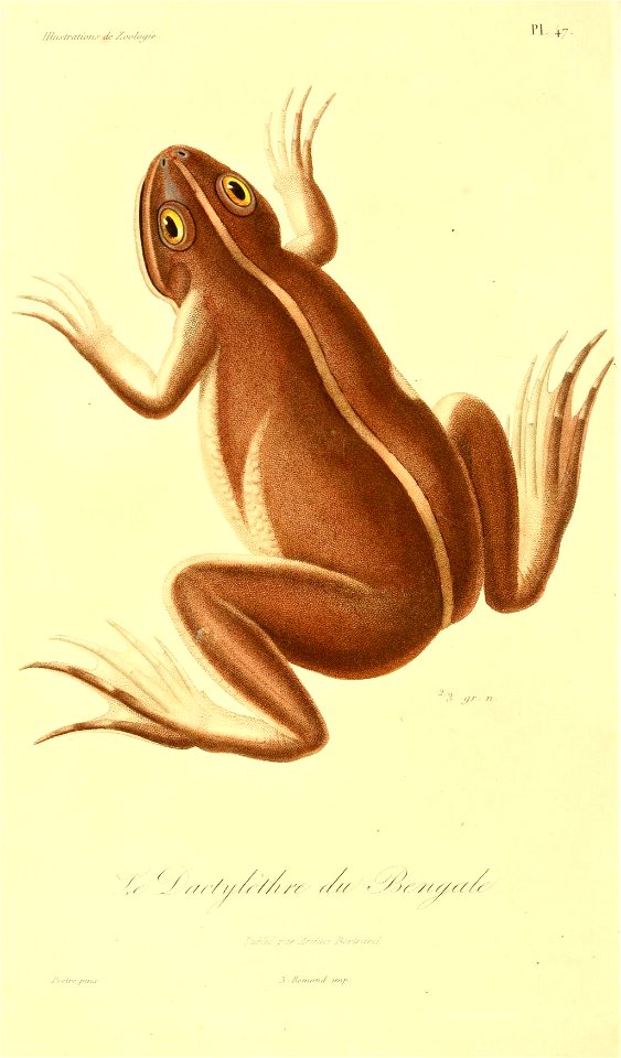 Euphlyctis hexadactylus 1831