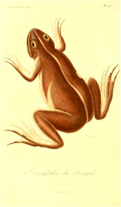 Euphlyctis hexadactylus 1831