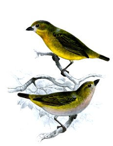 Euphonia chrysopasta Smit. Free illustration for personal and commercial use.