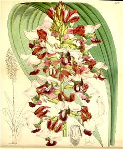 Eulophia rosea (as Lissochilus horsfallii) - Curtis' 91 (Ser. 3 no. 21) pl. 5486 (1865)