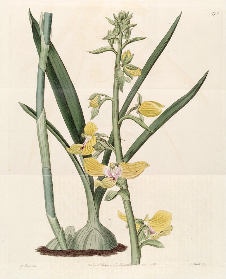 Eulophia speciosa (as Lissochilus speciosus) - Bot. Reg. 7 pl.573 (1821)