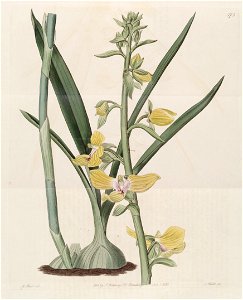 Eulophia speciosa (as Lissochilus speciosus) - Bot. Reg. 7 pl.573 (1821). Free illustration for personal and commercial use.
