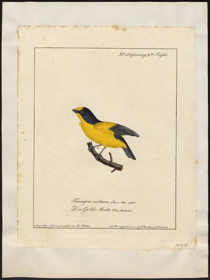 Euphonia violacea - 1700-1880 - Print - Iconographia Zoologica - Special Collections University of Amsterdam - UBA01 IZ15900423