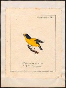 Euphonia violacea - 1700-1880 - Print - Iconographia Zoologica - Special Collections University of Amsterdam - UBA01 IZ15900423