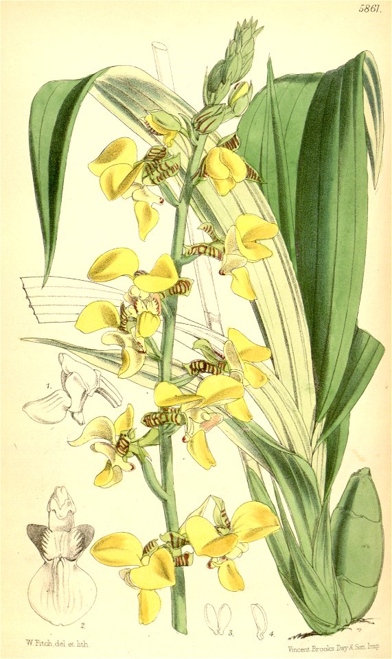 Eulophia streptopetala var. streptopetala (as syn. Lissochilus krebsii) - Curtis' 96 (Ser. 3 no. 26) pl. 5861 (1870)