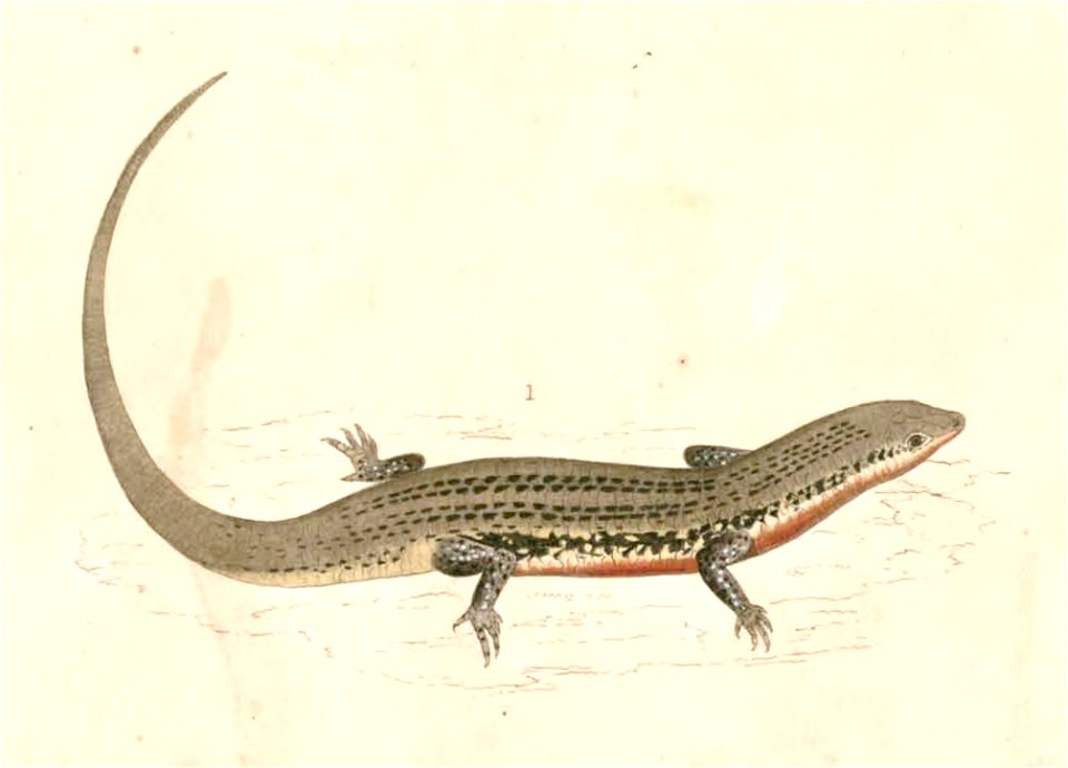 Eutropis carinata Hardwicke