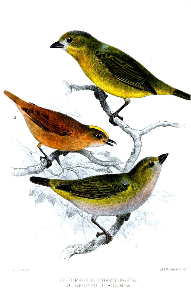 EuphoniaNeopipoSmit