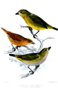EuphoniaNeopipoSmit
