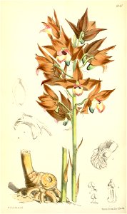 Eulophia zollingeri (as Cyrtopera sanguinea) - Curtis' 101 (Ser. 3 no. 31) pl. 6161 (1875)