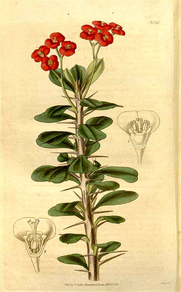 Euphorbia milii var. milii