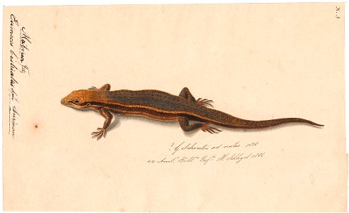 Eumeces bistriatus - 1818 - Print - Iconographia Zoologica - Special Collections University of Amsterdam - UBA01 IZAA100163