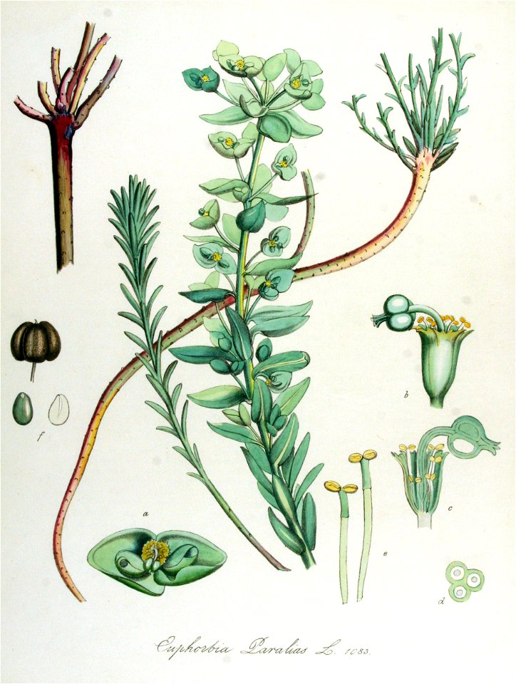 Euphorbia paralias — Flora Batava — Volume v14