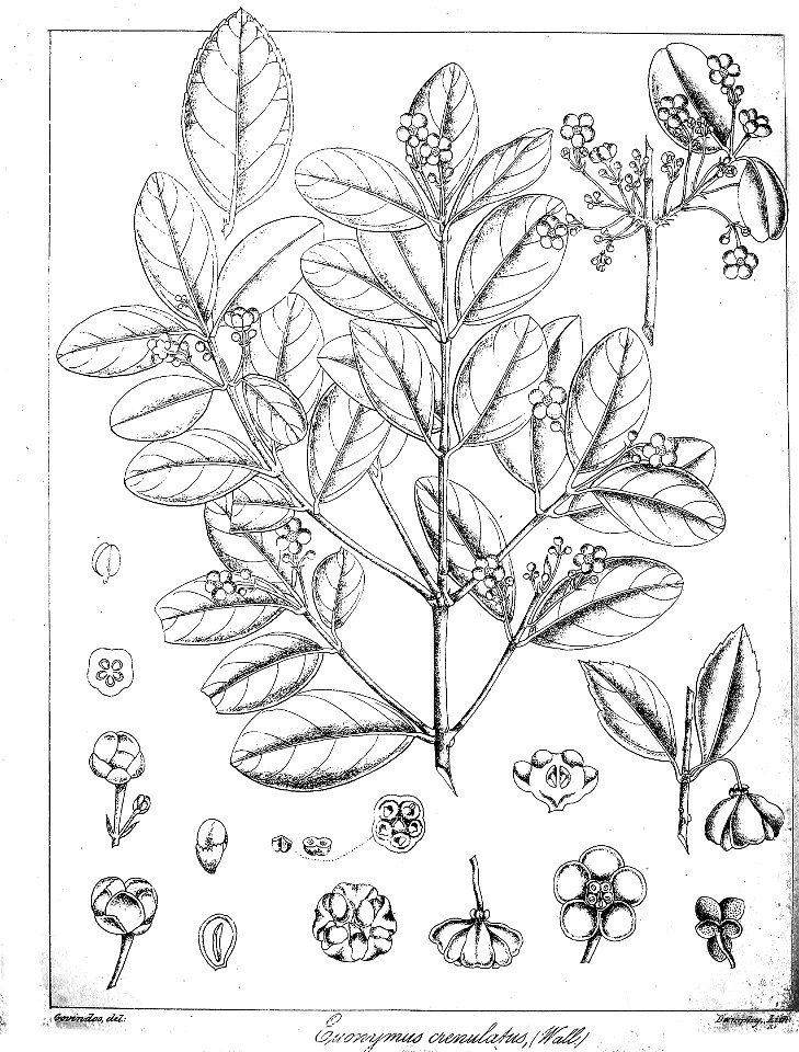 Euonymus crenulatus Govindoo